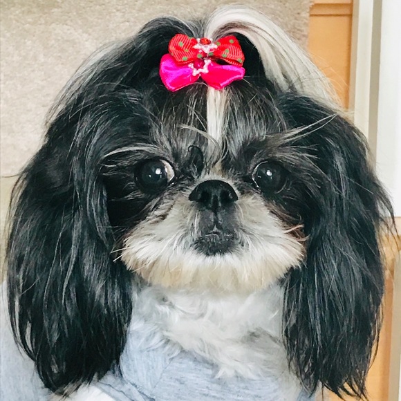 Meet your Posher, Shiloh - Picture 1 of 1